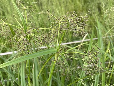 Scirpus sylvaticus, photographed by Pavel Kacl