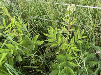 Filipendula ulmaria, photographed by Pavel Kacl