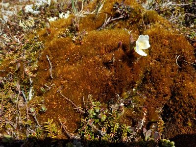 Rubus chamaemorus