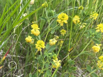 Trifolium campestre, photographed by Pavel Kacl