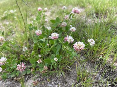 Trifolium hybridum, photographed by Pavel Kacl