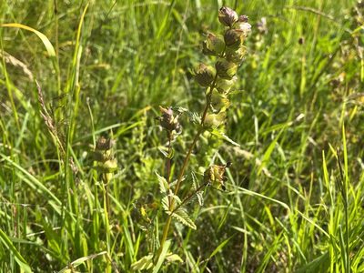 Rhinanthus minor, photographed by Pavel Kacl
