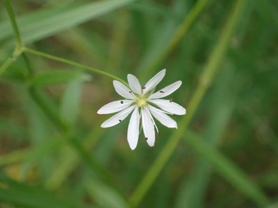 Stellaria graminea, photographed by SK53
