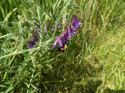 Vicia villosa, photographed by Cleveland Powell