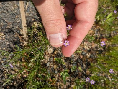 Spergularia rubra, photographed by Cleveland Powell