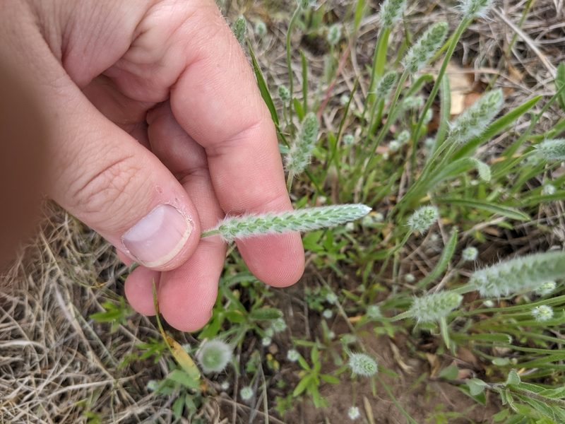 Plantago patagonica, photographed by Cleveland Powell
