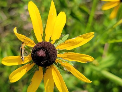 Rudbeckia hirta, photographed by Rebecca Gimenez Husted
