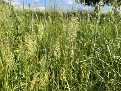 Trisetum flavescens, photographed by Pavel Kacl