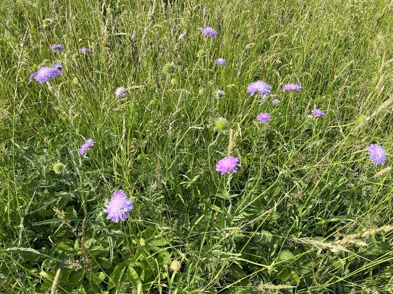 Knautia arvensis, photographed by Pavel Kacl