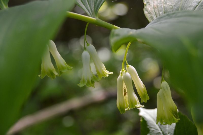 Polygonatum multiflorum, photographed by Ирина Хохрякова