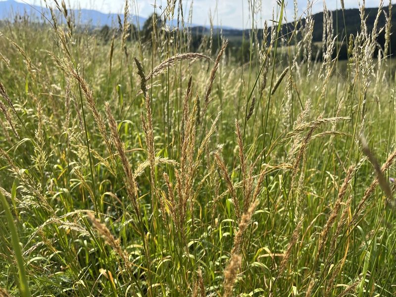 Trisetum flavescens, photographed by Pavel Kacl
