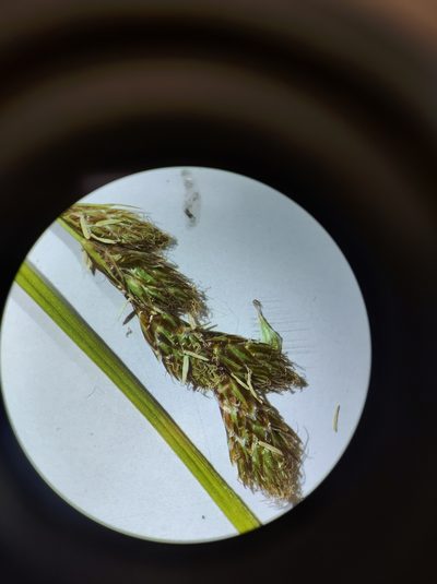 Carex tincta, photographed by Marc-Aurèle Vallée