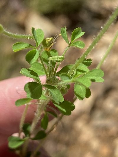 Oxalis ebracteata, photographed by Dave U