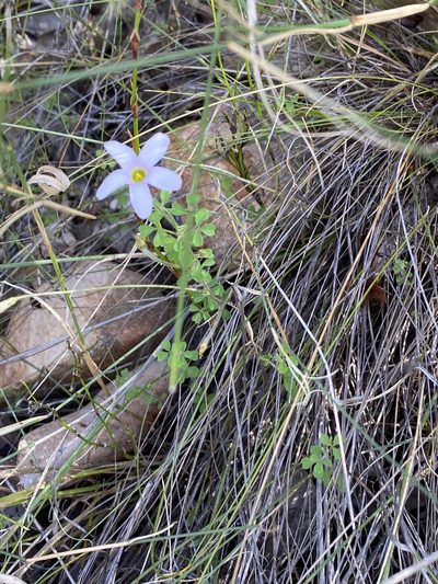 Oxalis ebracteata, photographed by Dave U