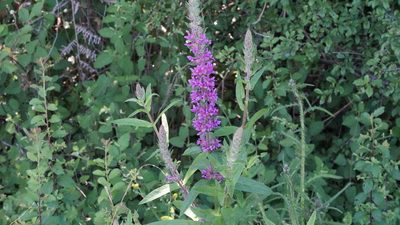 Lythrum salicaria