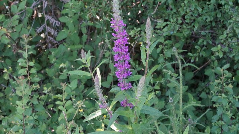 Lythrum salicaria, photographed by goldfjnch