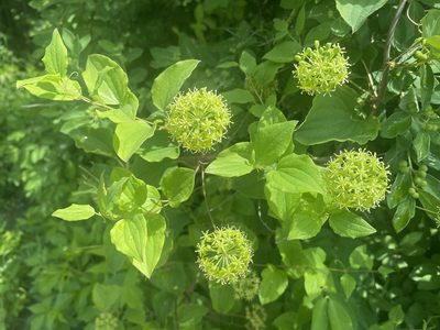 Smilax herbacea, photographed by Jack Forrester