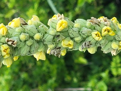 Verbascum thapsus, photographed by Rebecca Gimenez Husted