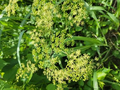 Conium maculatum, photographed by Rebecca Gimenez Husted