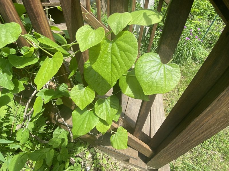 Aristolochia macrophylla, photographed by Jack Forrester