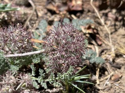 Oreonana purpurascens, photographed by Mike Heine
