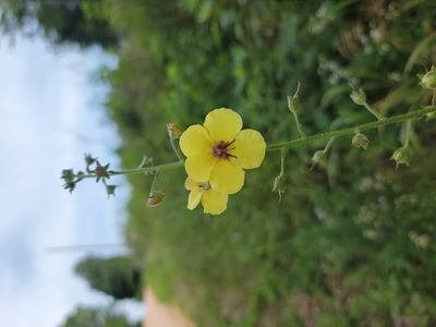 Verbascum blattaria, photographed by Rebecca Gimenez Husted
