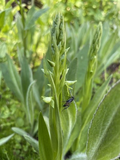 Platanthera sparsiflora, photographed by Mike Heine