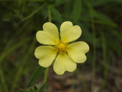 Potentilla recta