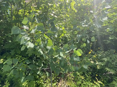 Populus tremuloides, photographed by Jack Forrester