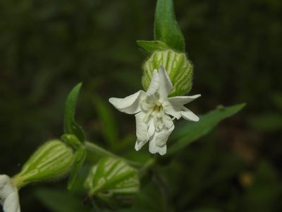 Silene latifolia