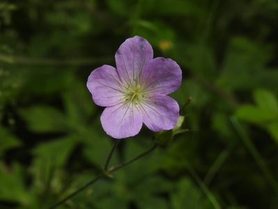 Geranium maculatum