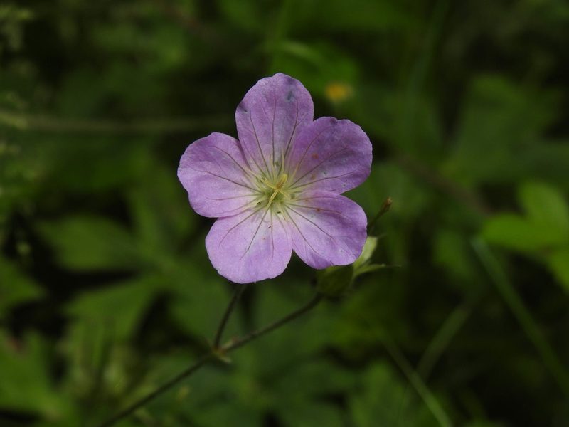 Geranium maculatum, photographed by Erik Schiff