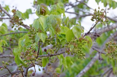 Bursera simaruba