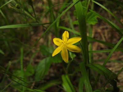 Hypoxis hirsuta, photographed by Erik Schiff