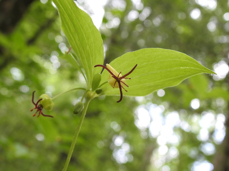 Medeola virginiana, photographed by Erik Schiff