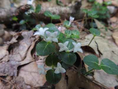 Mitchella repens, photographed by Erik Schiff