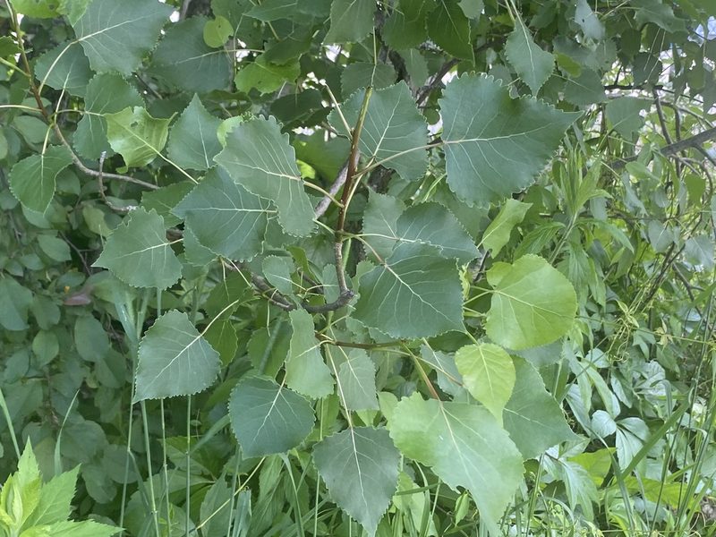 Populus deltoides, photographed by Jack Forrester