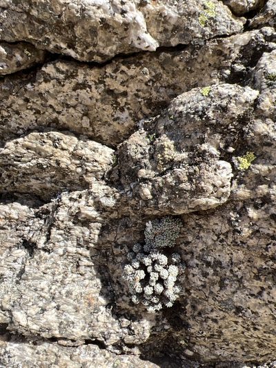 Androsace argentea, photographed by dugald