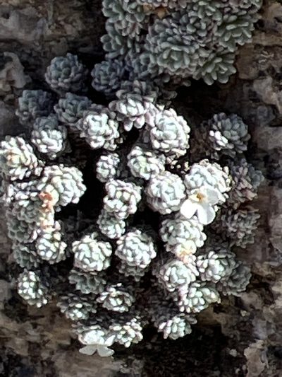 Androsace argentea, photographed by dugald