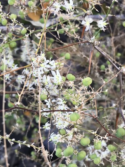 Asparagus buchananii, photographed by rosshawkins