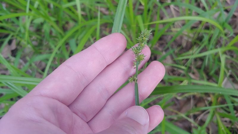 Carex conjuncta, photographed by Ryan Sorrells