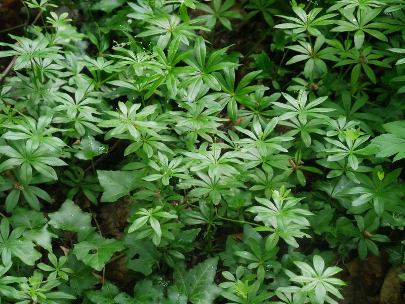 Galium odoratum, photographed by Christian Kahle