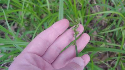 Carex conjuncta, photographed by Ryan Sorrells
