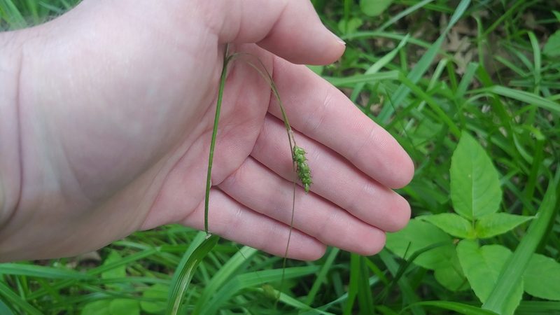 Carex formosa, photographed by Ryan Sorrells