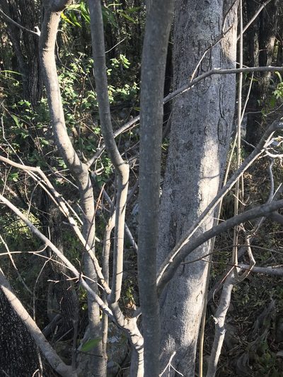 Wrightia natalensis, photographed by rosshawkins