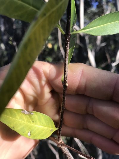 Wrightia natalensis, photographed by rosshawkins