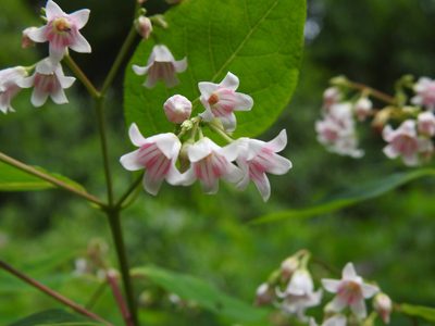 Apocynum androsaemifolium, photographed by Erik Schiff