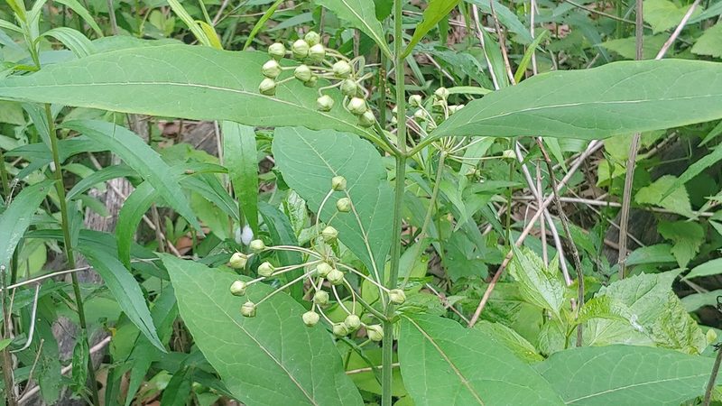 Asclepias exaltata, photographed by Ryan Sorrells