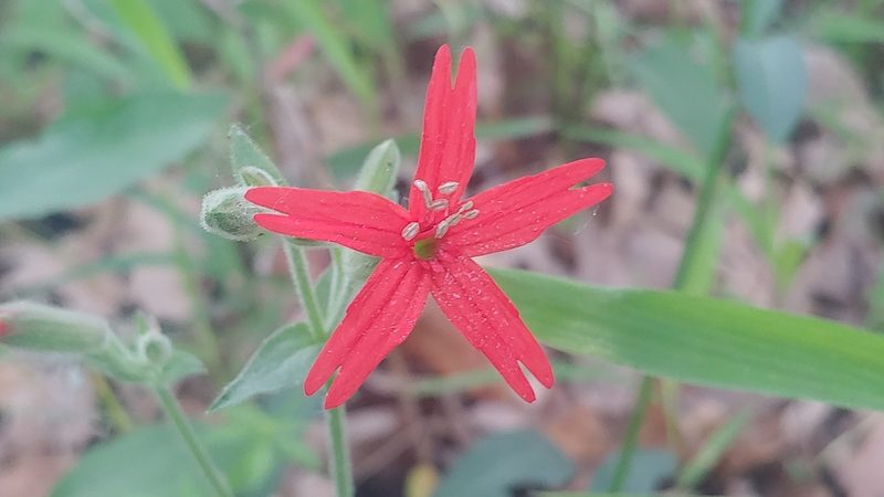 Silene virginica, photographed by Ryan Sorrells