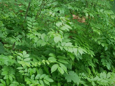 Fraxinus excelsior, photographed by Christian Kahle